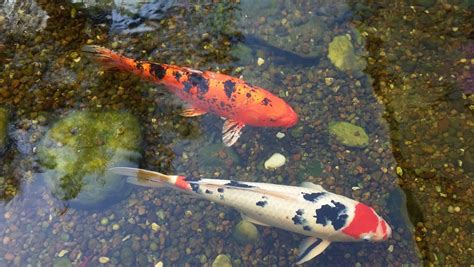 錦鯉要養幾隻|飼養錦鯉方法 生活習性解析 – 寵物百科